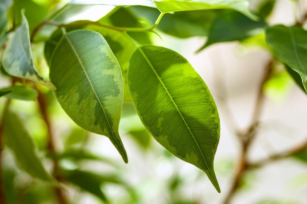 Groen blad van ficusstruik Het spel van de zon