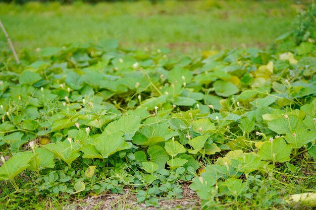 Groen blad van groenten op landbouwgebied.