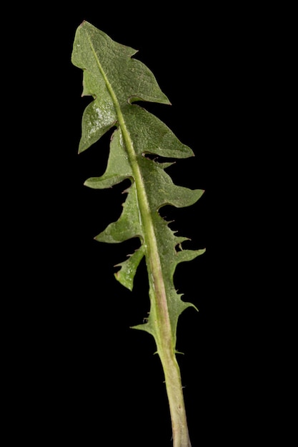 Groen blad van paardebloem geïsoleerd op zwarte achtergrond