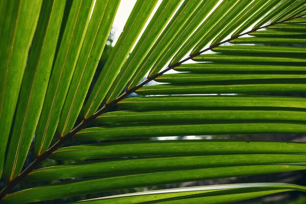 Groen blad van palmboom close-up weergave