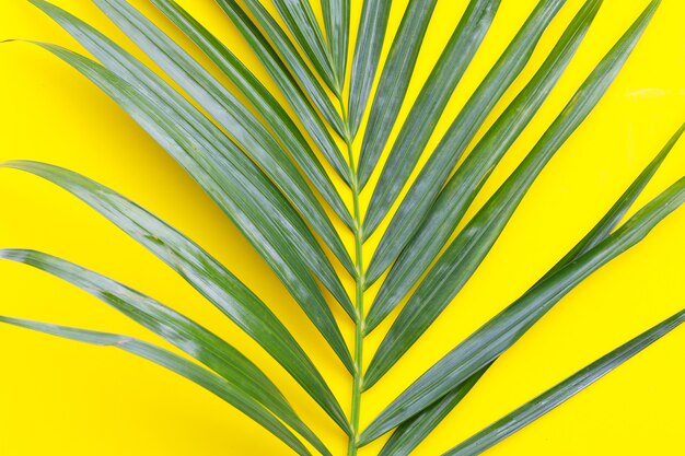 Groen blad van palmboom op gele achtergrond.