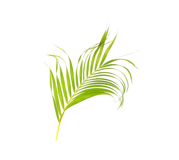 Groen blad van palmboom op witte achtergrond