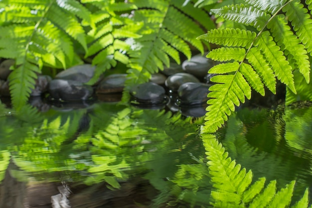 Foto groen blad van plant met varen en kiezelsteen op water