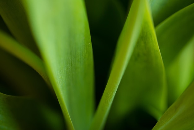 Groen bladbehang, Close-up van groen blad