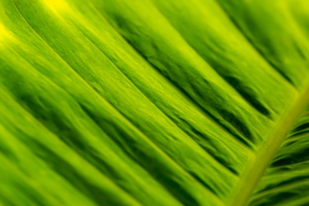 Groen bladBladMacrofotografieGroene KleurSchaduwZomerClose-up