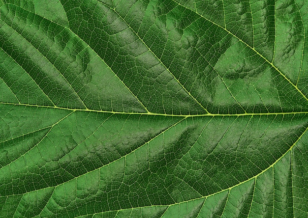 Groen bladclose-up als achtergrond. Groene bladtextuur voor achtergrond.