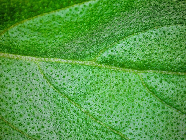 Groen bladdetail met texturen. fotografie gemaakt met een digitale microscoop.