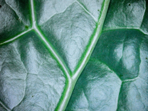 Foto groen bladdetail met texturen. fotografie gemaakt met een digitale microscoop.