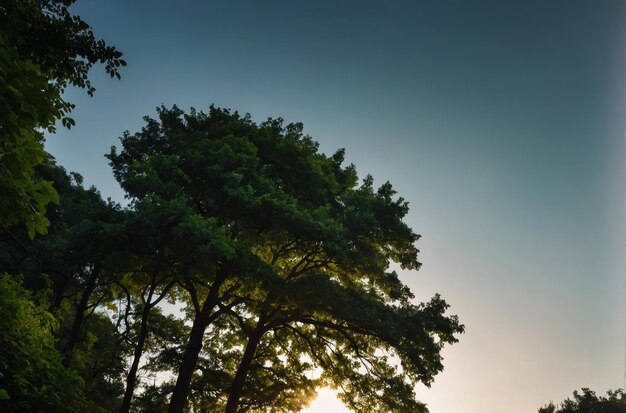 Groen bladeren bos bij zonsopgang