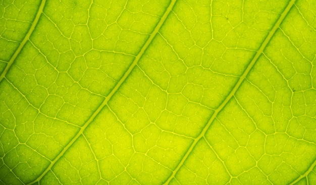 Groen bladeren natuurlijk behang als achtergrond, textuur van blad, bladeren met ruimte voor tekst