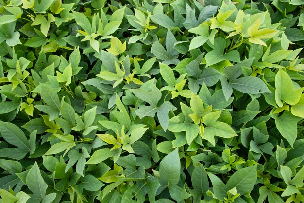 Groen bladpatroon Textuur Achtergrond van de zoete aardappelplant in het veld