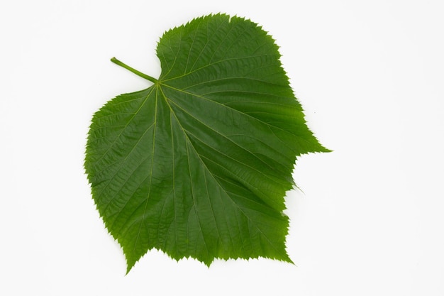 Groen boomblad dat op witte achtergrond wordt geïsoleerd