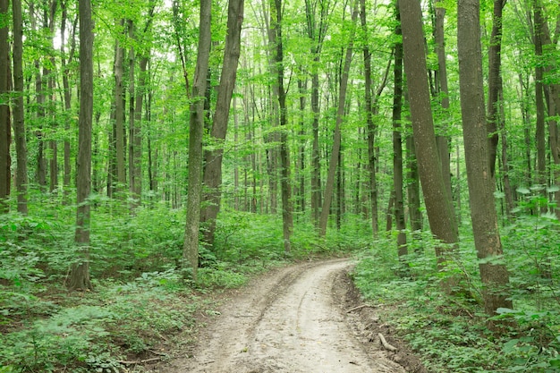 Groen bos bomen landschap