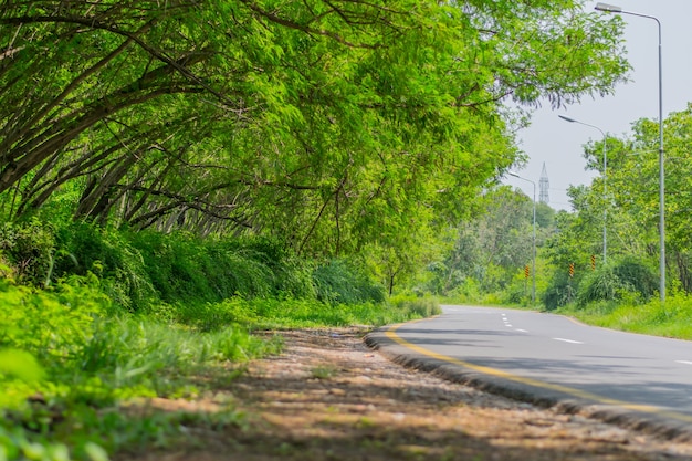 Groen Bos en weg prachtig uitzicht