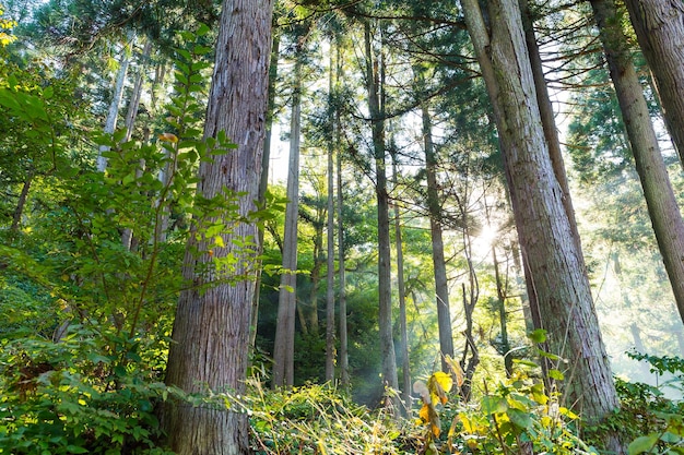 Groen bos en zonlicht