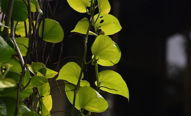 groen bos groene bladeren natuur