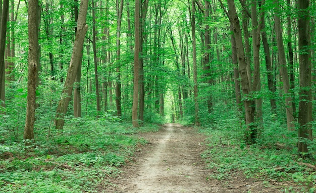 Groen bos met bomen