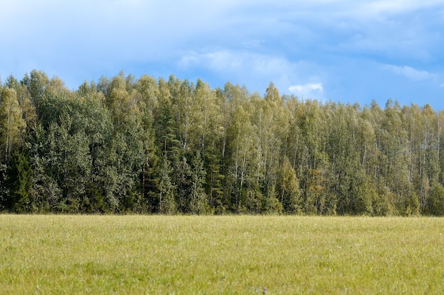 Groen bos met gras op weide. Zomer boslandschap, weidevee. Mooie gras en bos achtergrond voor design.