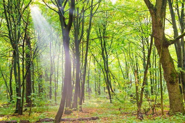 Groen bos met herfstbomen voetpad en zonlicht door bladeren