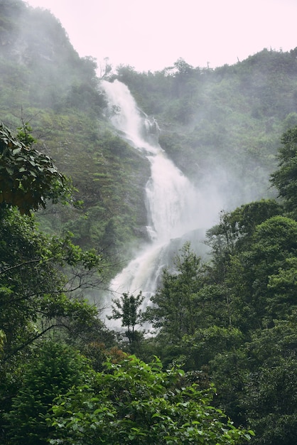 Groen bos met waterval in regenwoud en mist op berg.