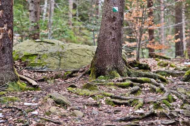 Groen bos met wortels van bomen in de bergen van de Karpaten.