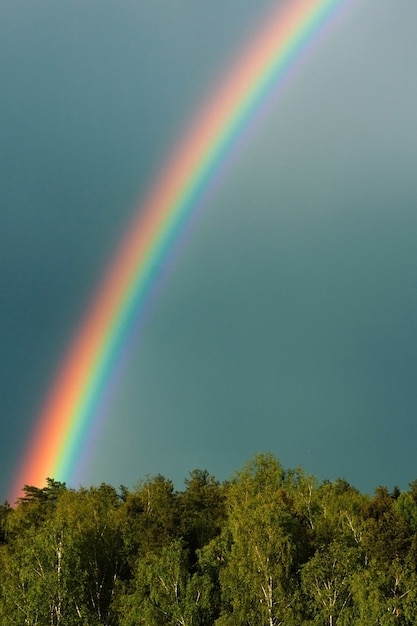 Groen bos na de regen de blauwe lucht en de kleurrijke regenboog heldere horizontale afbeeldingsframe.