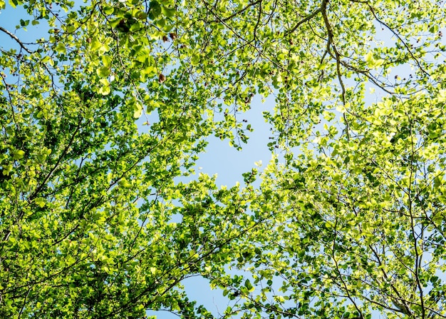 Groen bos op blauwe hemelachtergrond op een zonnige dag