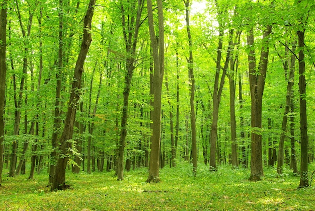 Groen bos op een zonnige dag