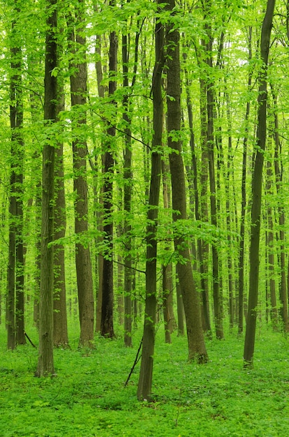 Groen bos op een zonnige dag