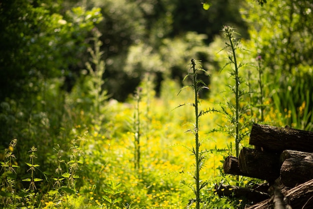 Groen bos thema natuur zomer