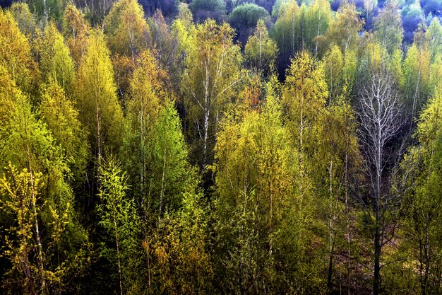 groen bos. Uitzicht van boven