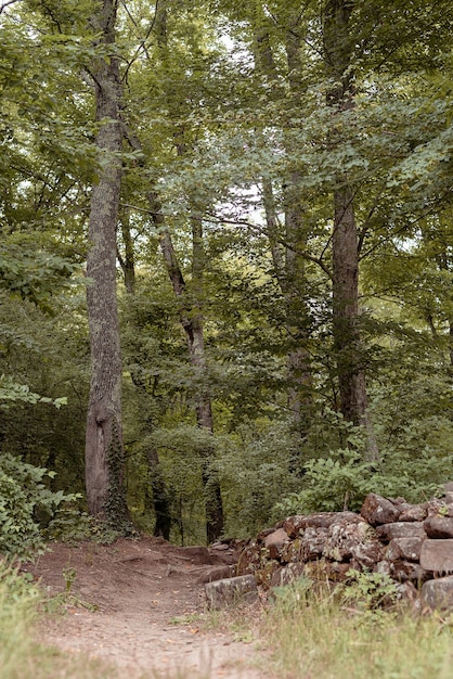 Groen bos vol bomen op een bewolkte dag