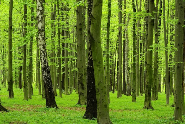 Groen boslandschap in de ochtend