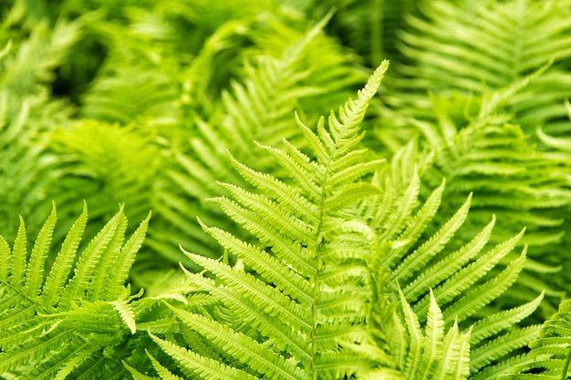 Groen brengt geluk. Varen die buiten groeit. Varenbed in bos. Groene varenboom in de lente of de zomer. Varenbladeren op natuurlijke achtergrond.