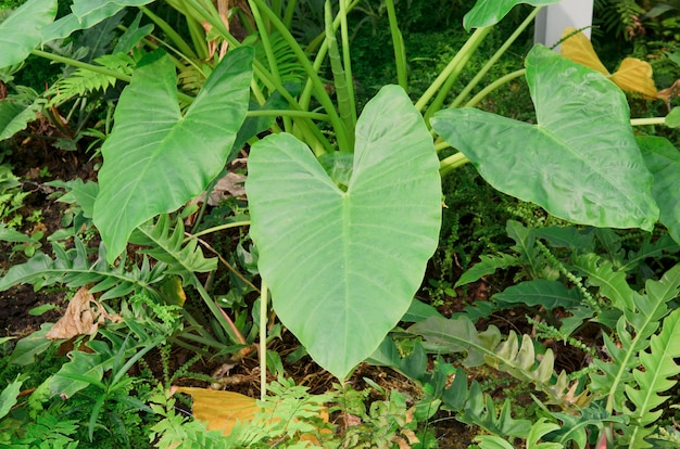 Groen Caladium in de tuin