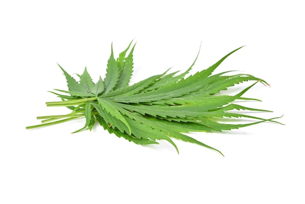 Groen cannabis sativa blad op een witte vloer