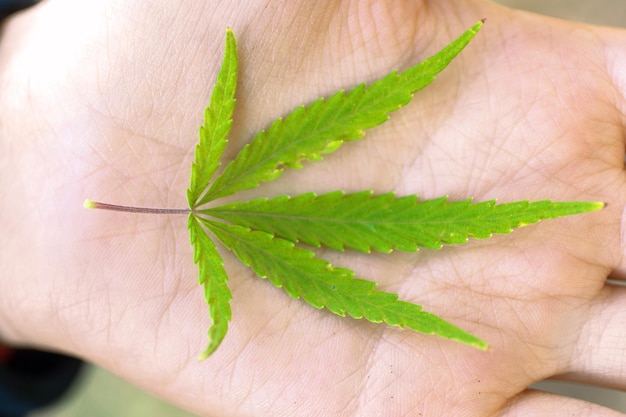 Groen cannabisblad in de hand