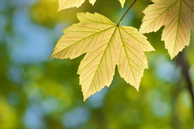 Groen de lenteblad van esdoornboom en mooie bokehachtergrond