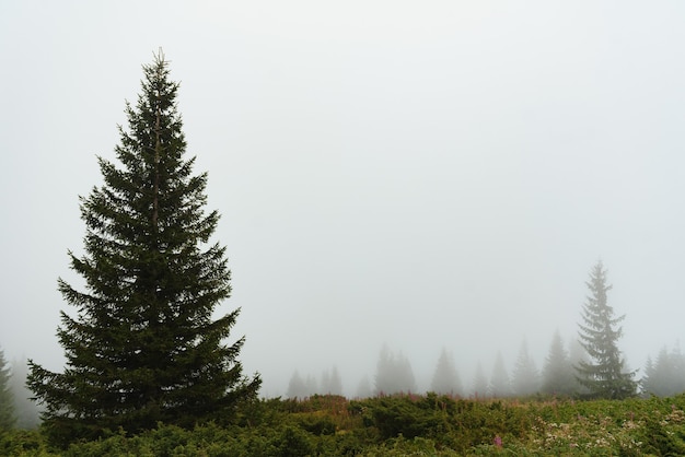 Groen dennenbos op een berghelling in een dichte mist, brede buitenachtergrond