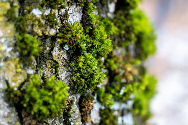 Groen dik mos op een boom in het bos