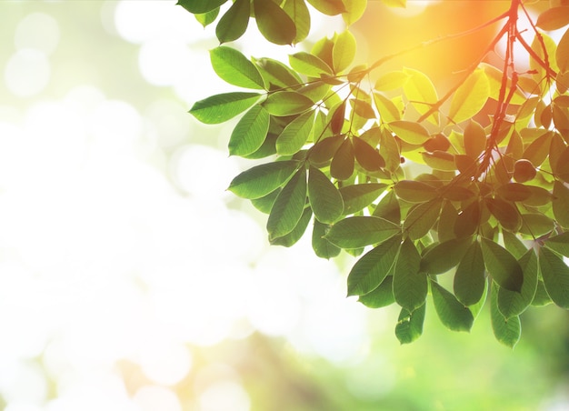 Groen doorbladert in de zomer met uitbarstingslicht