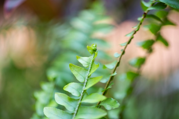 Groen doorbladert op de zonneschijn in de kleine tuin