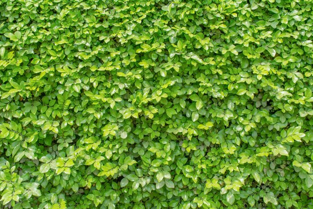 Groen doorbladert op muur