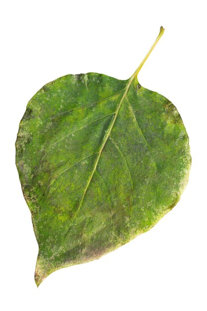Groen droog lila blad op witte achtergrond