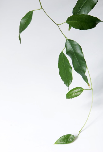 Groen Ficus Blad Thuis Bloesem