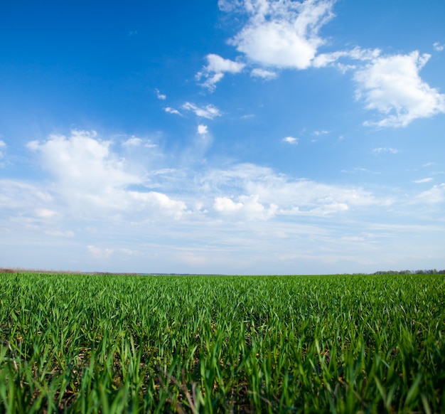 Groen fris veld en blauwe lucht met wolken