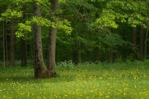 Groen gazon in stadspark