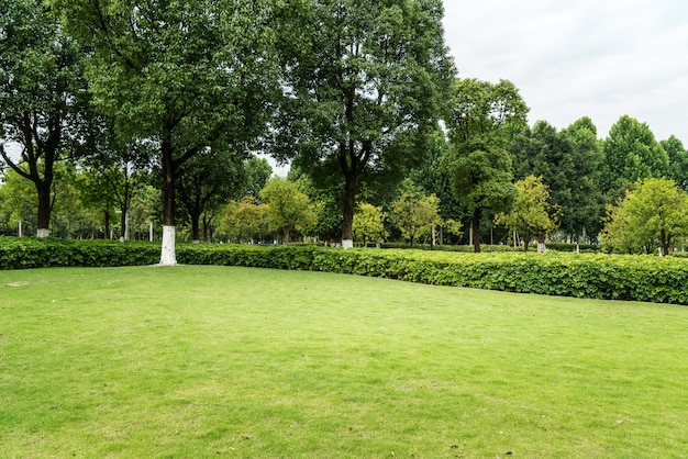 Groen gazon in stedelijk openbaar park