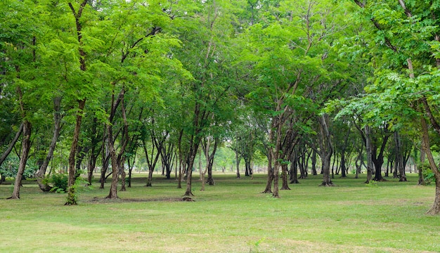 Groen gazon met bomen in park