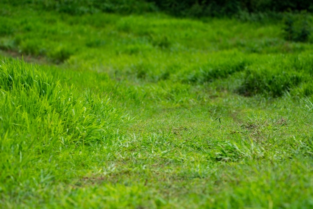 Foto groen gazon met natuurlijk